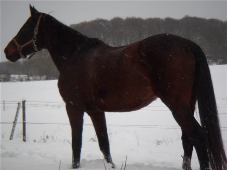 Dansk Varmblod A tempo billede 13