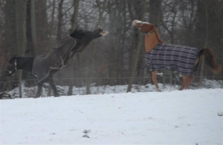 Welsh Cob (sec D) Silva - 2010 billede 22