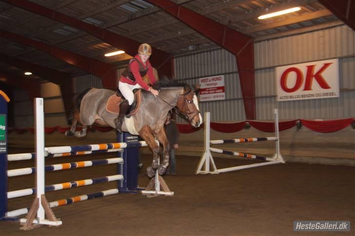 New Forest Fleur   - højdespring 2009 115 cm  billede 16