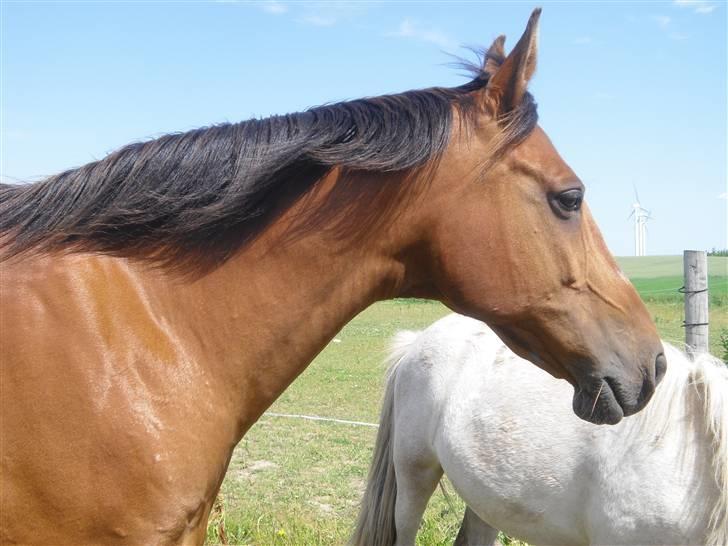 Anden særlig race Mazari - R.I.P. - billede 1
