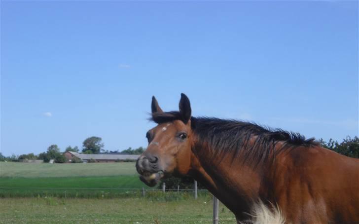 Anden særlig race Mazari - R.I.P. - billede 2