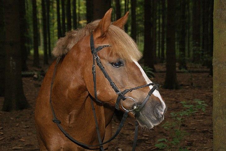 New Forest Horsemosens May Bazar - Smukke-mand  billede 9