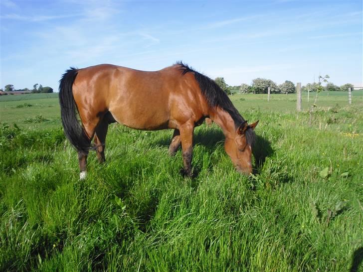 Anden særlig race Mazari - R.I.P. - billede 3