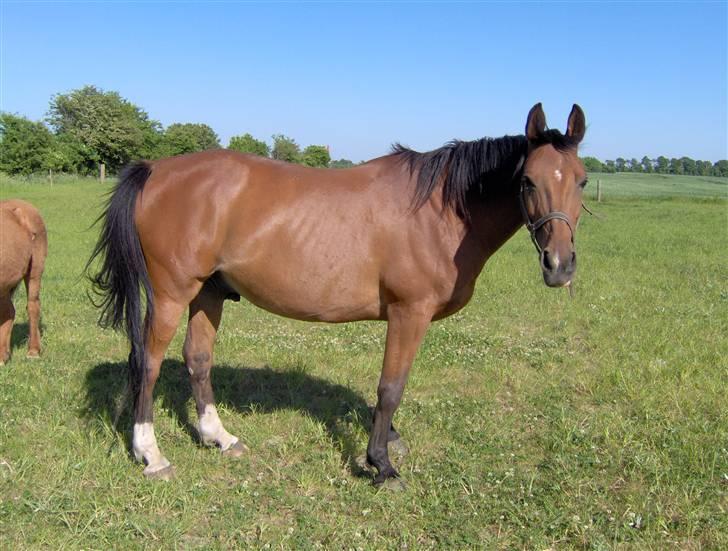 Anden særlig race Mazari - R.I.P. - billede 4