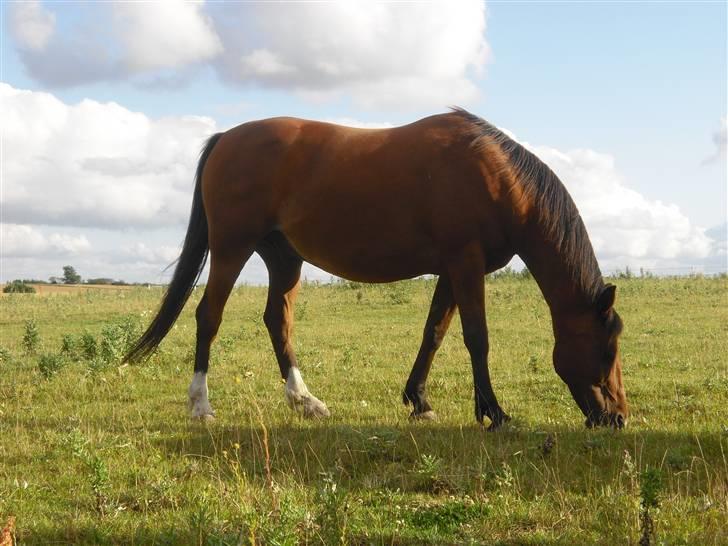 Anden særlig race Mazari - R.I.P. - billede 5