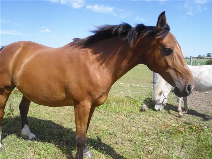 Anden særlig race Mazari - R.I.P. - billede 6