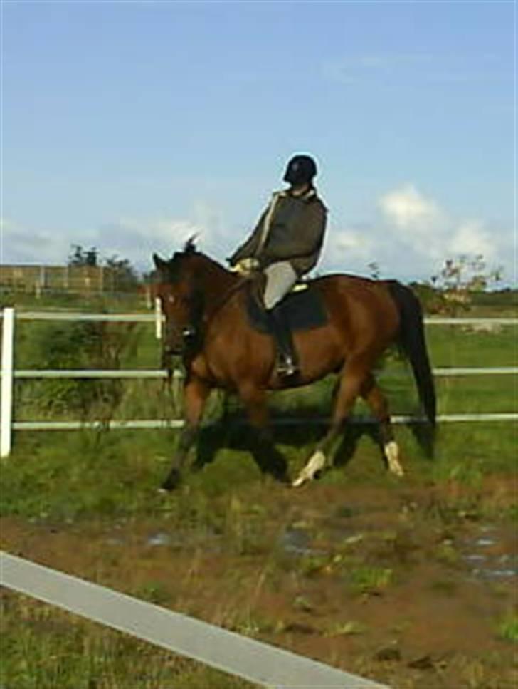 Anden særlig race Mazari - R.I.P. - billede 7