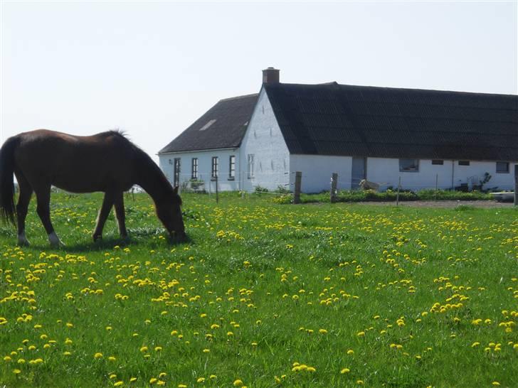 Anden særlig race Mazari - R.I.P. - billede 8