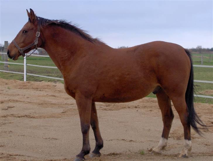 Anden særlig race Mazari - R.I.P. - billede 9