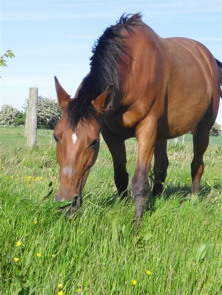 Anden særlig race Mazari - R.I.P. - billede 10