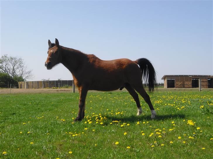 Anden særlig race Mazari - R.I.P. - billede 11