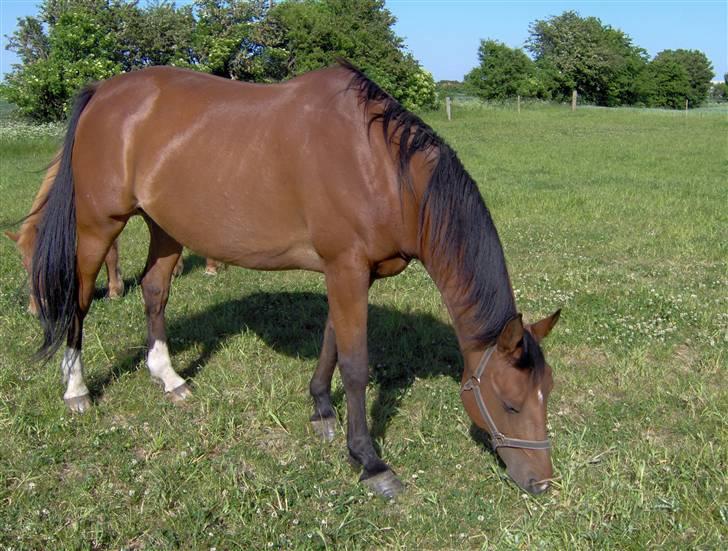 Anden særlig race Mazari - R.I.P. - billede 12