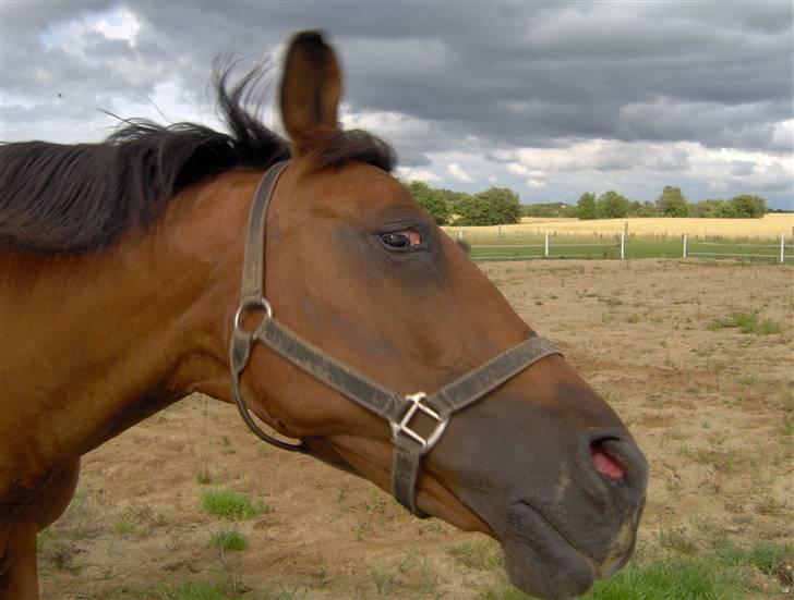 Anden særlig race Mazari - R.I.P. - billede 13