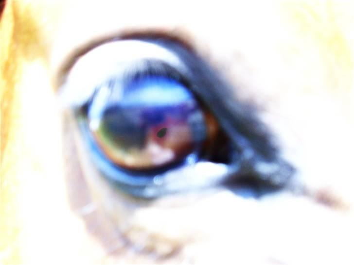 Anden særlig race Mazari - R.I.P. - billede 14