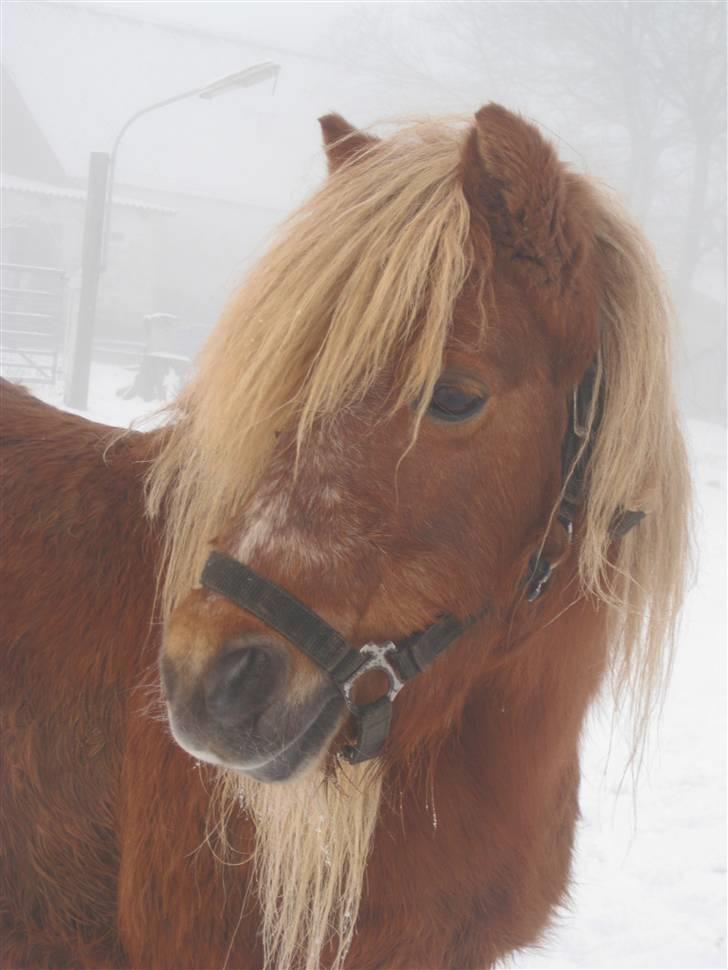 Shetlænder Tulle - Velkommen til Tulles profil. billede 1