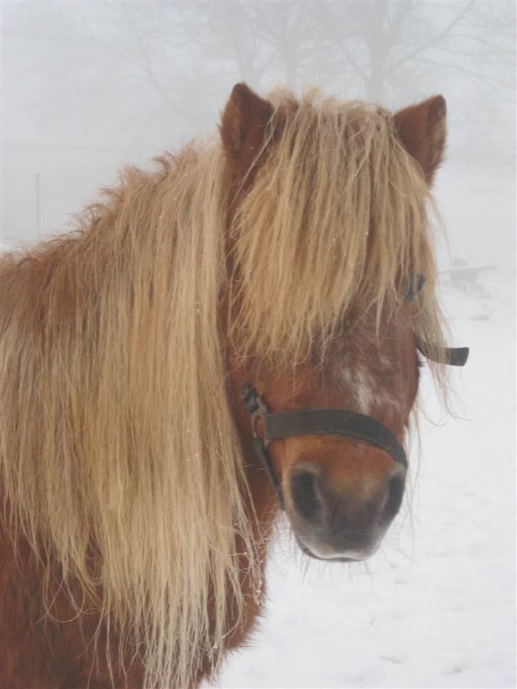 Shetlænder Tulle billede 2