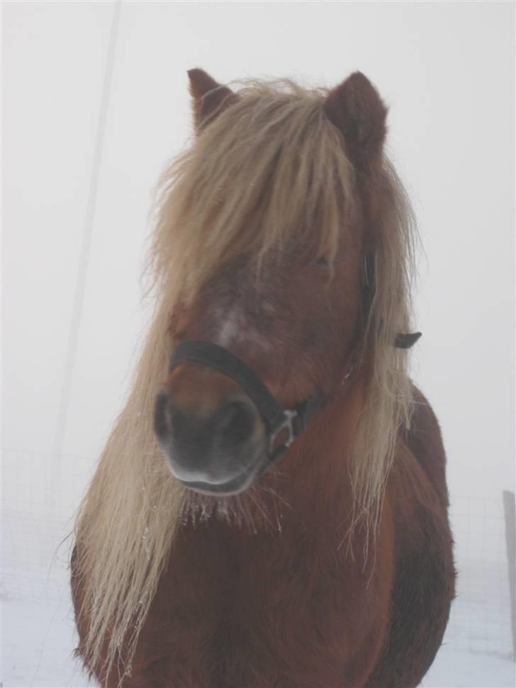 Shetlænder Tulle - Flottei;<3 billede 3