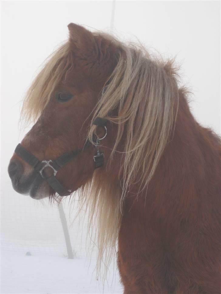 Shetlænder Tulle billede 4