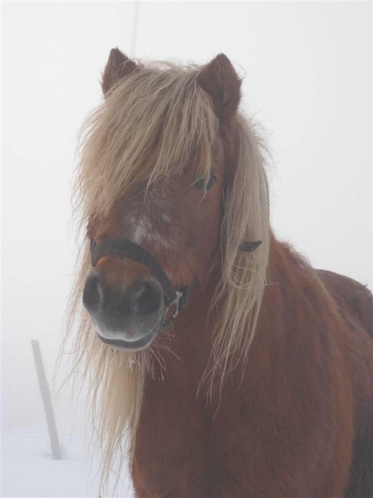 Shetlænder Tulle - Flottepotte<3 billede 5