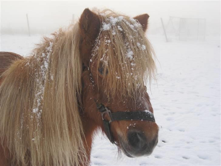 Shetlænder Tulle billede 6