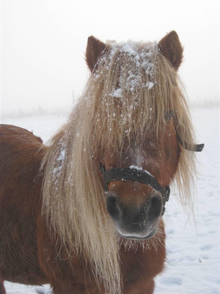 Shetlænder Tulle - Tulle i sneen:D billede 7