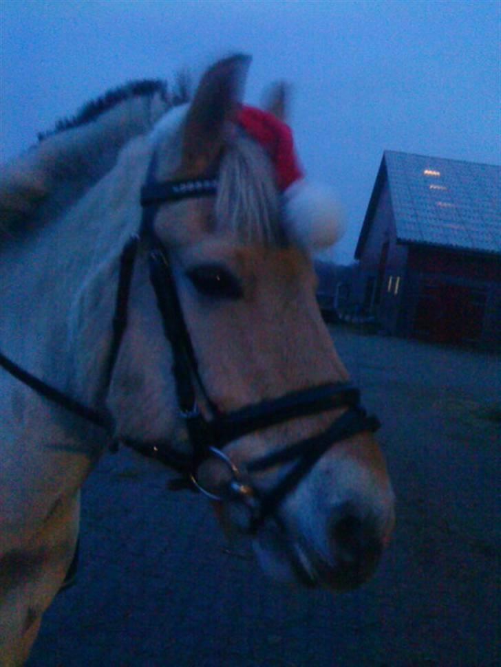 Fjordhest Lucca *søsters*  billede 17