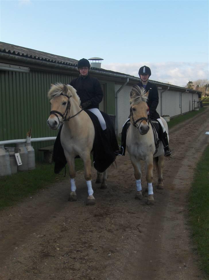 Fjordhest Lucca *søsters*  billede 18