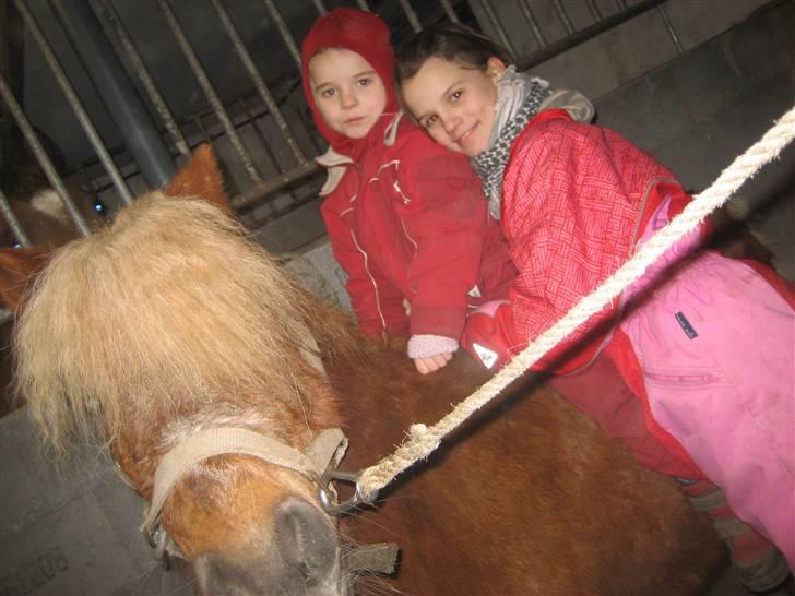 Shetlænder Tulle - Mig og min søster det er taget i 2007! billede 8