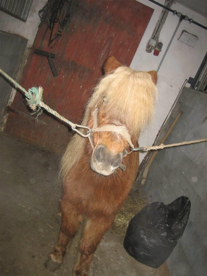 Shetlænder Tulle billede 9