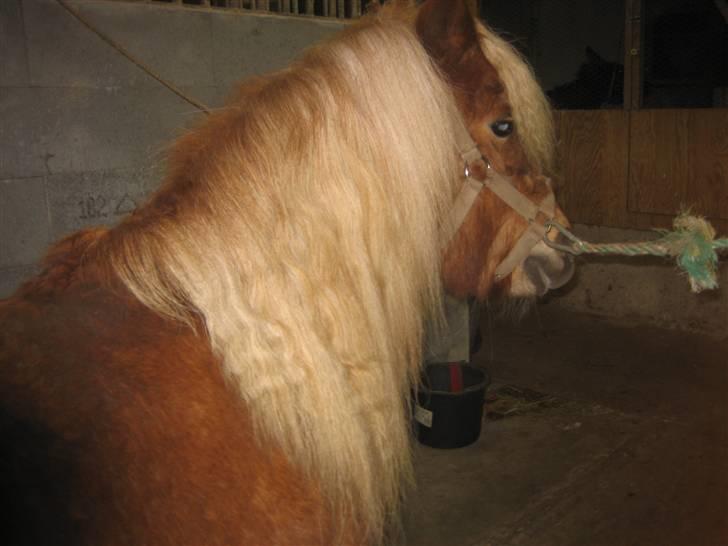 Shetlænder Tulle billede 10