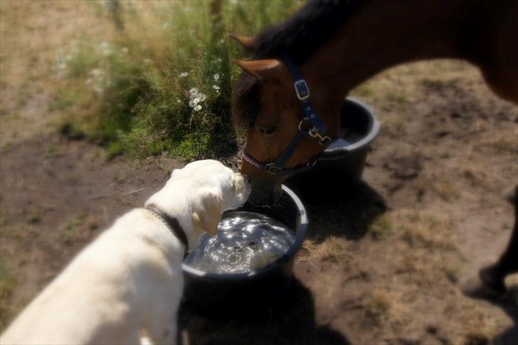 Anden særlig race Stjerne - foto: www.bricksite.dk/AHH-foto billede 10