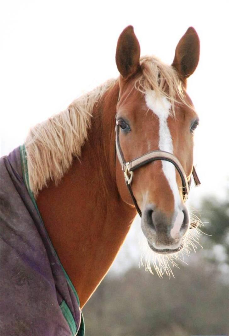 Dansk Varmblod Kasandra Ditlev - Musse med vinterpels billede 10
