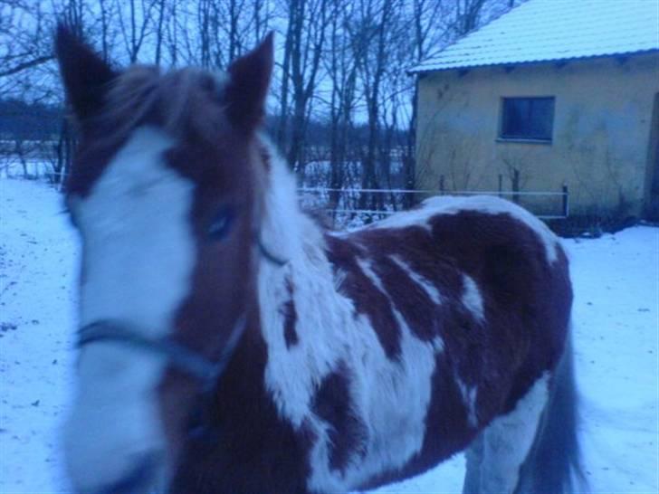 Pinto Tarzan billede 1