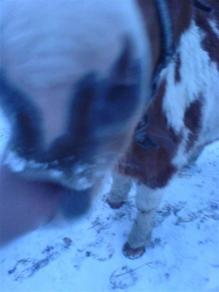 Pinto Tarzan - Er hans mule ikke lige til at kysse? billede 2