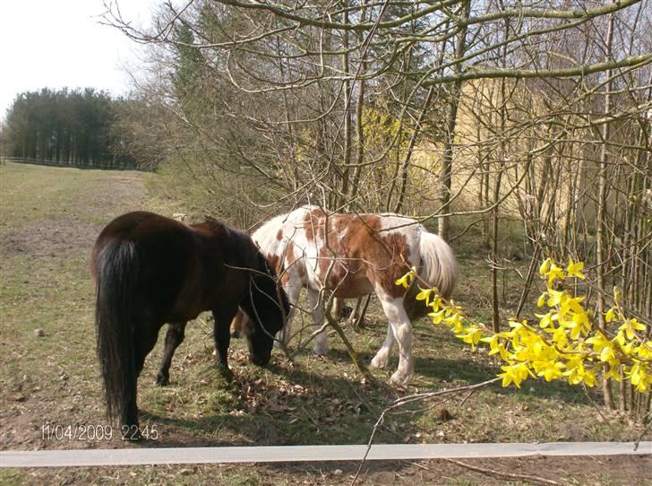 Pinto Tarzan billede 3