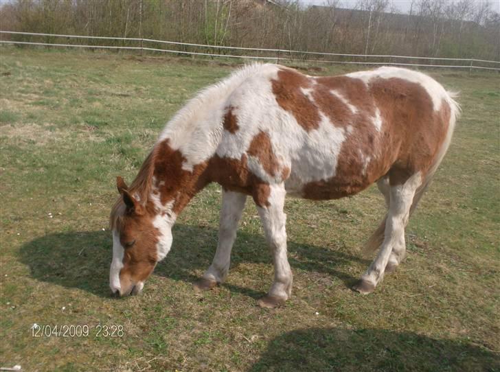 Pinto Tarzan billede 4