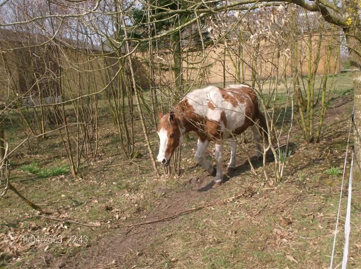 Pinto Tarzan billede 5