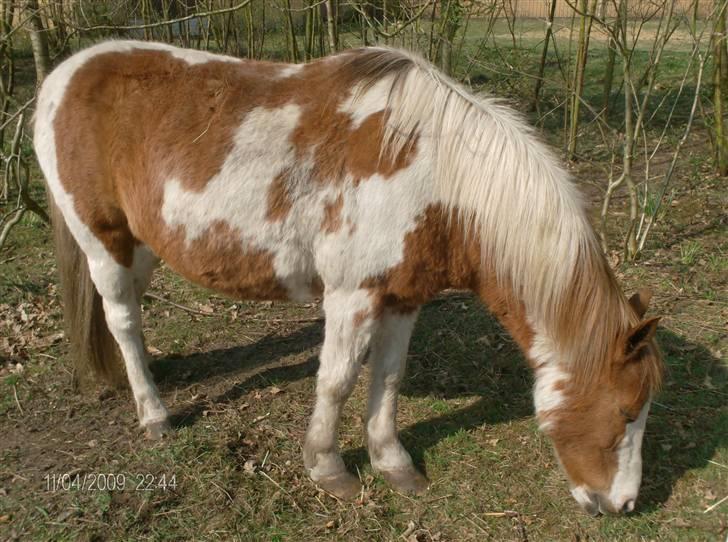 Pinto Tarzan billede 6