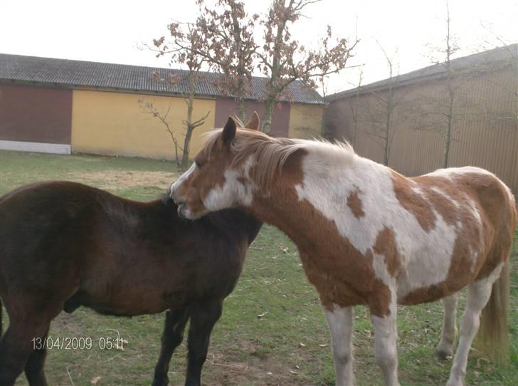 Pinto Tarzan - Hygge med Alfredo billede 7