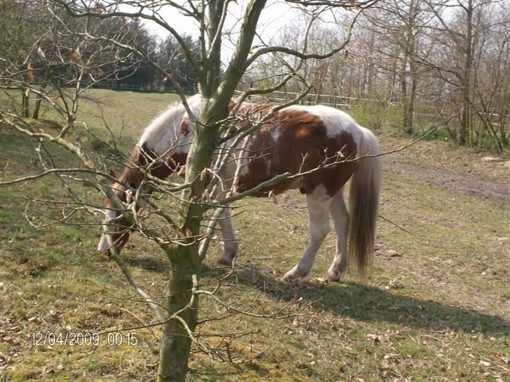 Pinto Tarzan billede 8