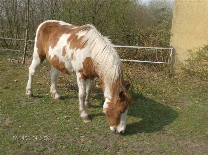 Pinto Tarzan billede 9