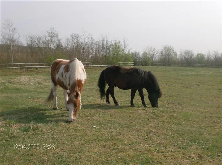 Pinto Tarzan billede 10