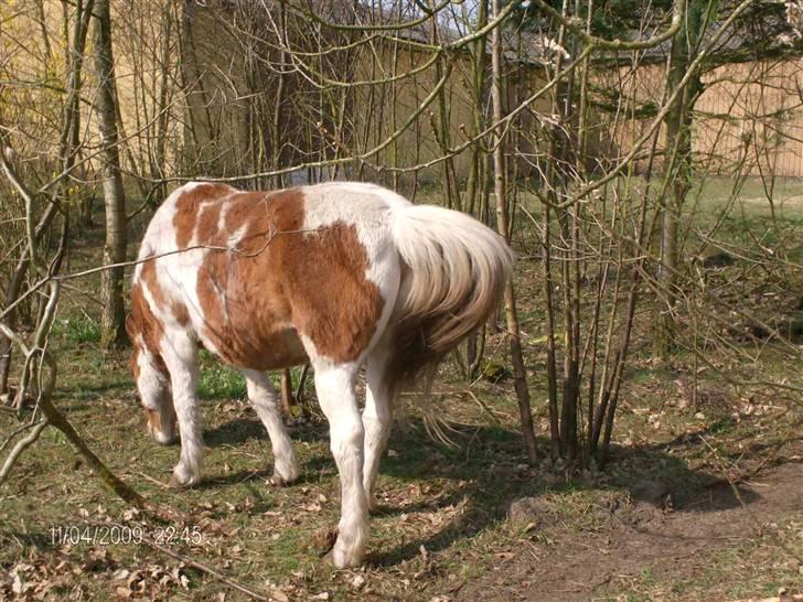 Pinto Tarzan billede 11