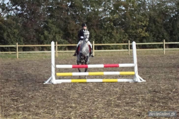 Welsh Cob (sec D) Lambay Nobility R.I.P billede 7