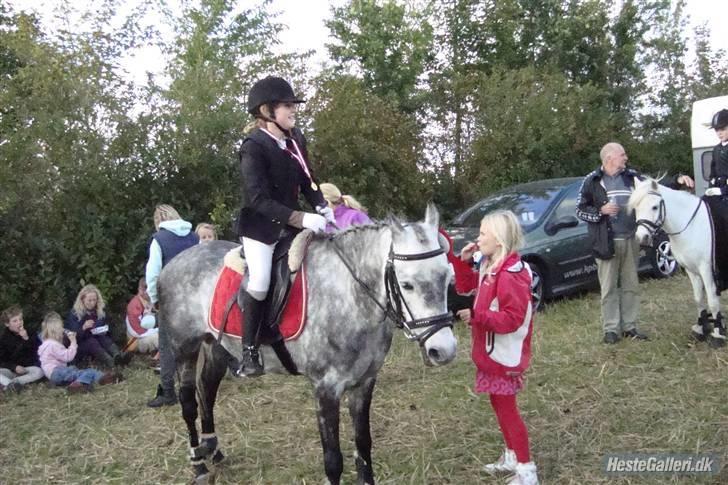 Welsh Cob (sec D) Lambay Nobility R.I.P billede 8