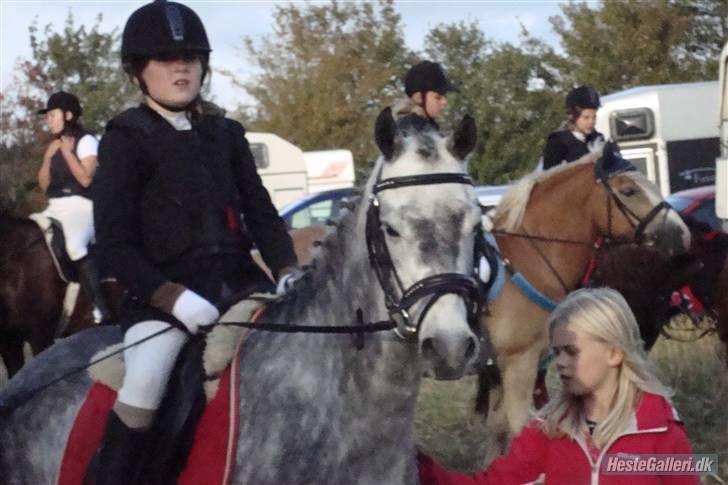 Welsh Cob (sec D) Lambay Nobility R.I.P billede 9