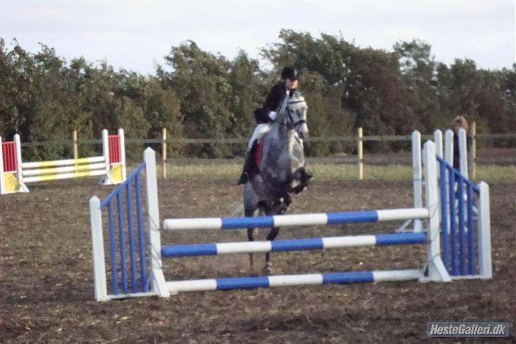 Welsh Cob (sec D) Lambay Nobility R.I.P billede 10