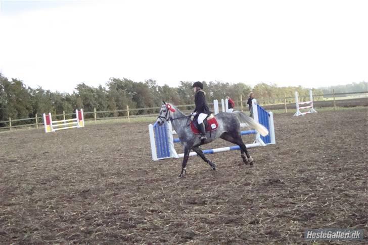 Welsh Cob (sec D) Lambay Nobility R.I.P billede 13