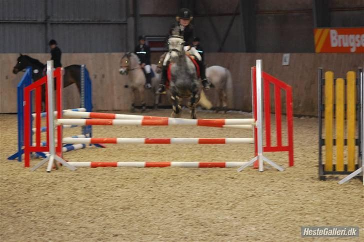 Welsh Cob (sec D) Lambay Nobility R.I.P billede 14