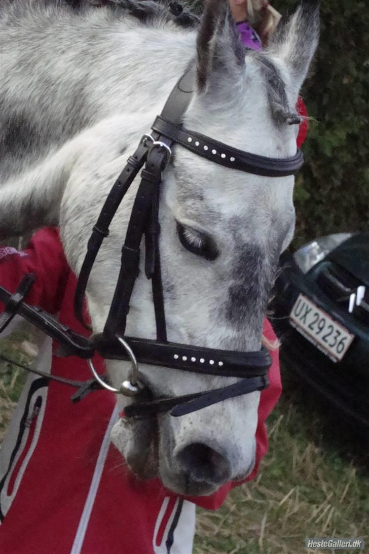 Welsh Cob (sec D) Lambay Nobility R.I.P billede 15